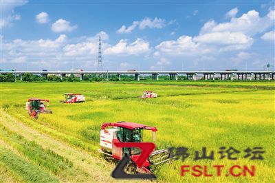 走訪高明、三水等佛山水稻種植區(qū)，一起探尋豐收的喜悅。